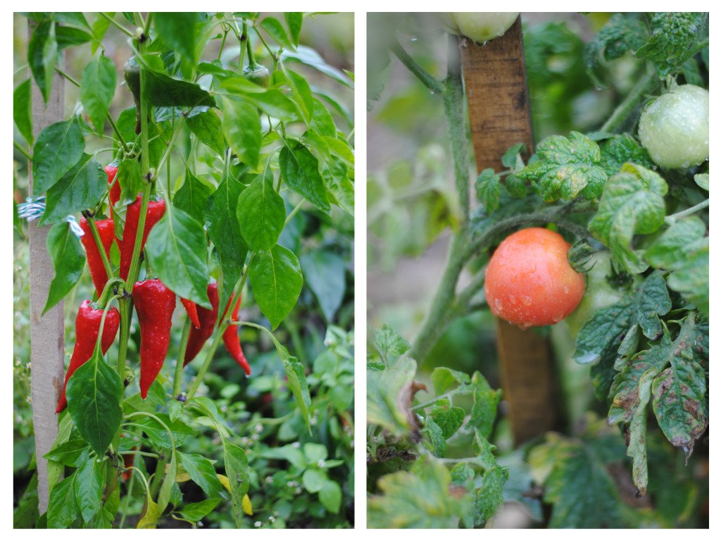 pizap.com14431844173841