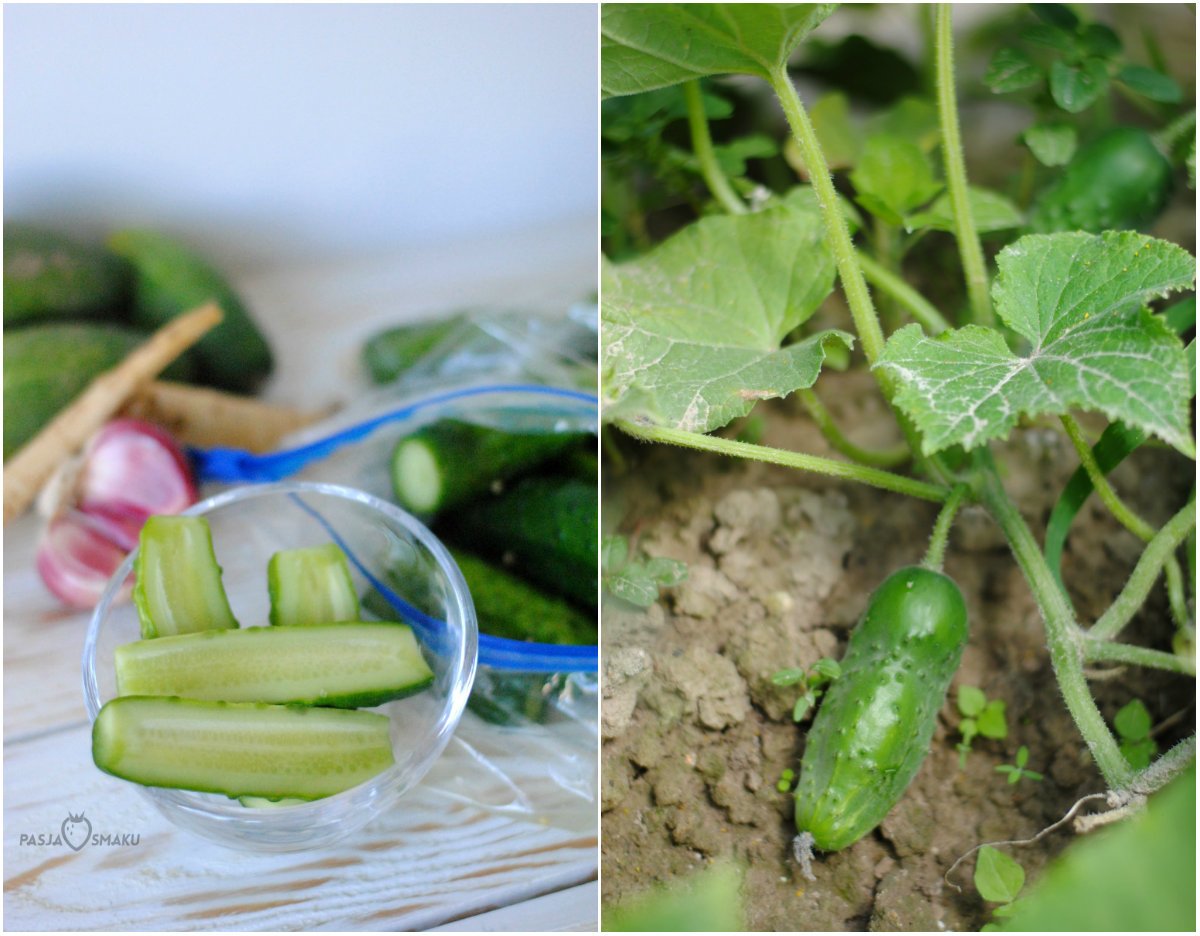 ogórki małosolne 3