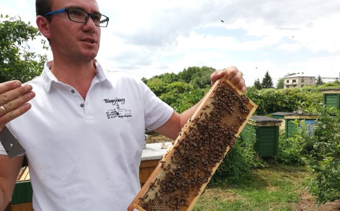 Skąd się bierze miód